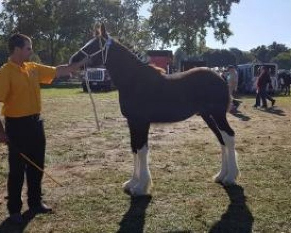 Pferd Split Creek Icon's Bentley (Clydesdale, 2019, von Wolf Mound's Noble Icon)