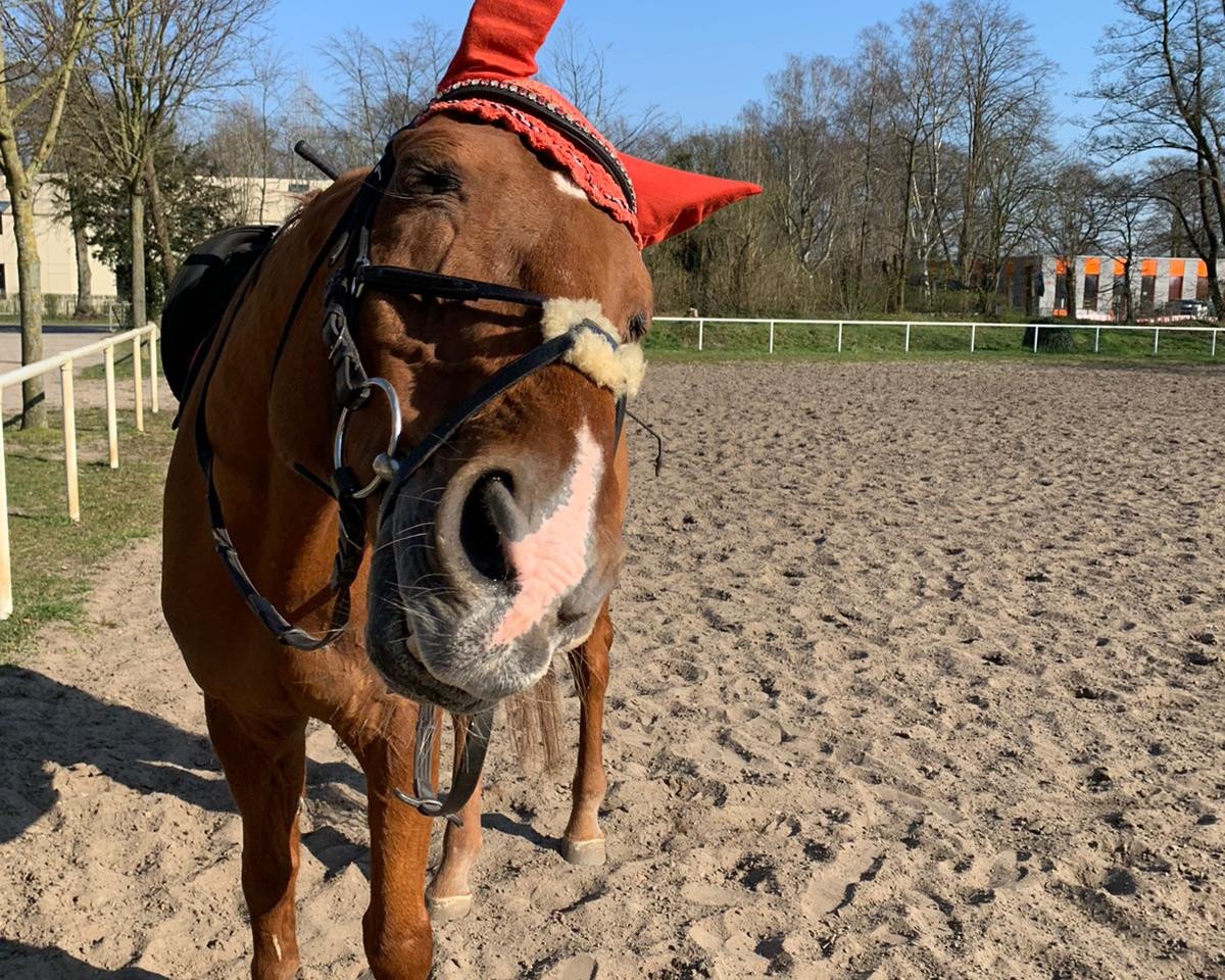 stallion Weltstern (Hanoverian, 1993, from Weltmeyer)
