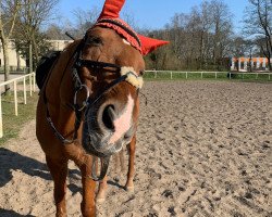 stallion Weltstern (Hanoverian, 1993, from Weltmeyer)