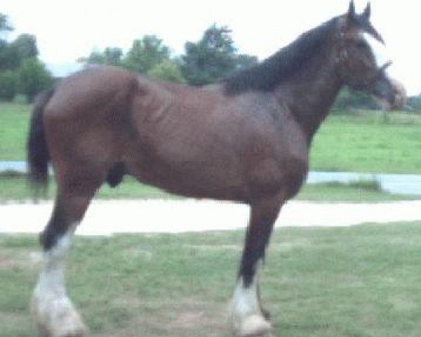 Pferd Southmoor Final Command (Clydesdale, 1992, von Woodland Glenord)