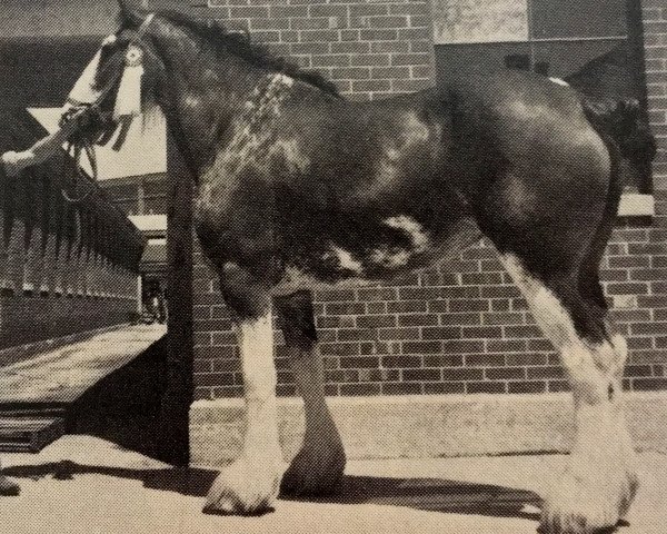 Zuchtstute Southmoor Castle Pet (Clydesdale, 1980, von Ideal Scotty)