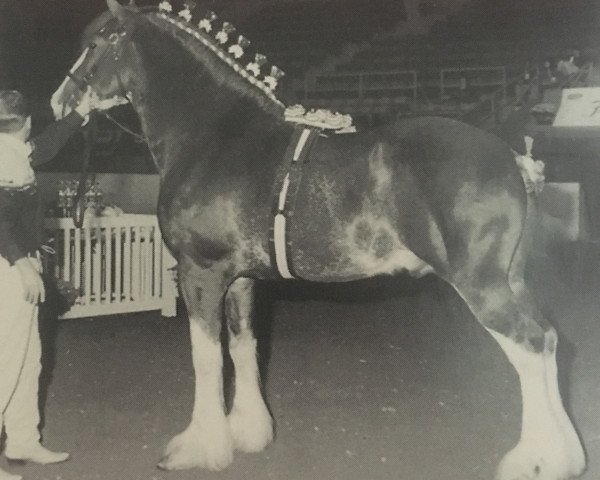 Deckhengst South West Kodiak (Clydesdale, 1992, von Maplewood Levi)