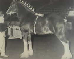 Deckhengst South West Kodiak (Clydesdale, 1992, von Maplewood Levi)