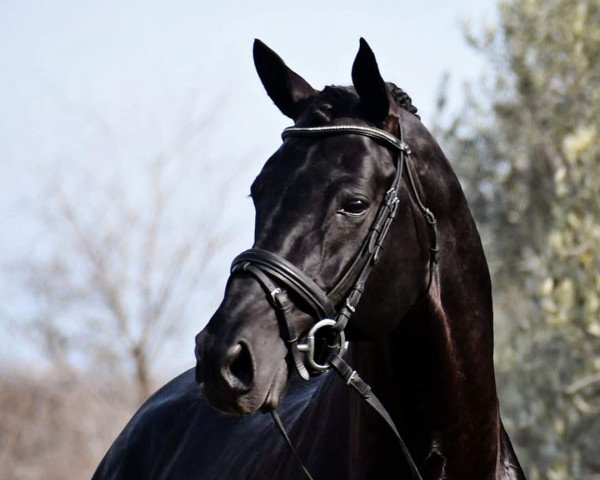 stallion Dubarry 41 (Hanoverian, 2009, from Don Frederico)