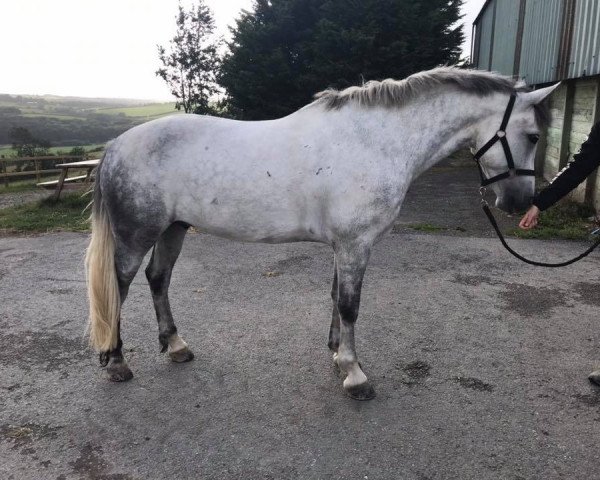 Pferd Hobson (Connemara-Pony, 2010, von Knockferry Cheeky Boots)