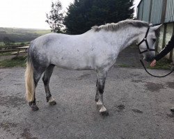 Pferd Hobson (Connemara-Pony, 2010, von Knockferry Cheeky Boots)