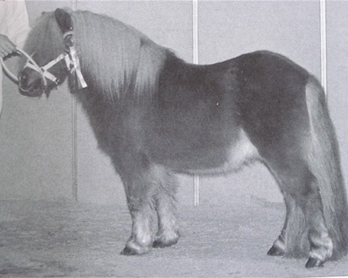 stallion Ferdinand van Stal de Dwarsdijk (Shetland Pony, 1991, from Bram van de Gathe)