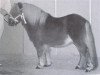 stallion Ferdinand van Stal de Dwarsdijk (Shetland Pony, 1991, from Bram van de Gathe)