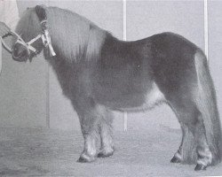 Deckhengst Ferdinand van Stal de Dwarsdijk (Shetland Pony, 1991, von Bram van de Gathe)