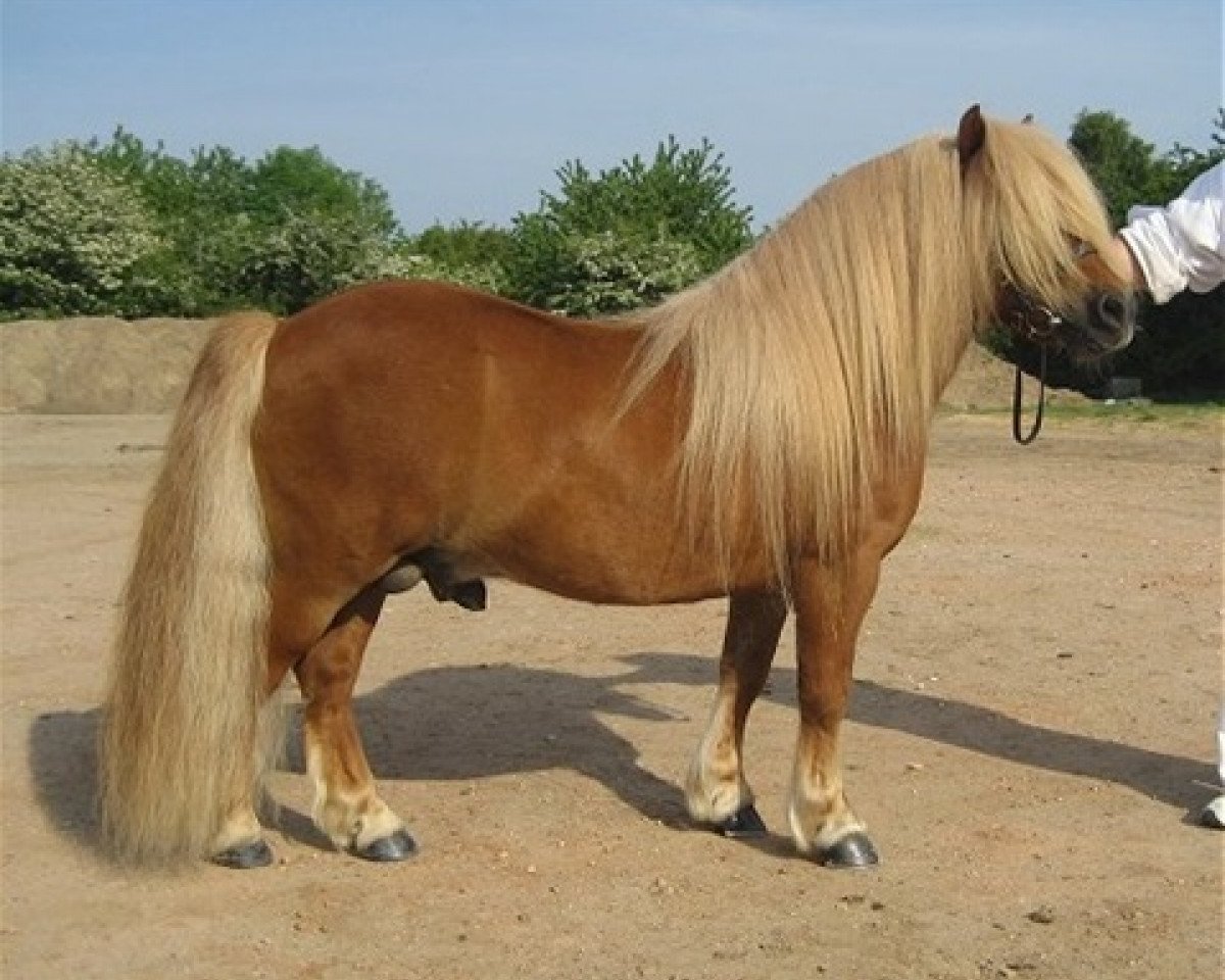 Deckhengst Prins van de Bekkenkamp (Shetland Pony, 2000, von Atleet van de Zandkamp)