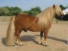 stallion Prins van de Bekkenkamp (Shetland Pony, 2000, from Atleet van de Zandkamp)