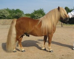 stallion Prins van de Bekkenkamp (Shetland Pony, 2000, from Atleet van de Zandkamp)