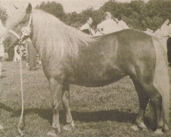 Zuchtstute Terry van Stal 't Hurkske (Shetland Pony, 1982, von Leopold v.d. Strengstraat)