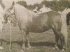 Zuchtstute Terry van Stal 't Hurkske (Shetland Pony, 1982, von Leopold v.d. Strengstraat)