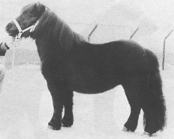 Deckhengst Pjotter van de Vecht (Shetland Pony, 1979, von Lionel van Bunswaard)