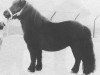 Deckhengst Pjotter van de Vecht (Shetland Pony, 1979, von Lionel van Bunswaard)