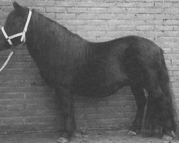 Zuchtstute Octavia of Dewland (Shetland Pony, 1974, von Merlin of Luckdon)