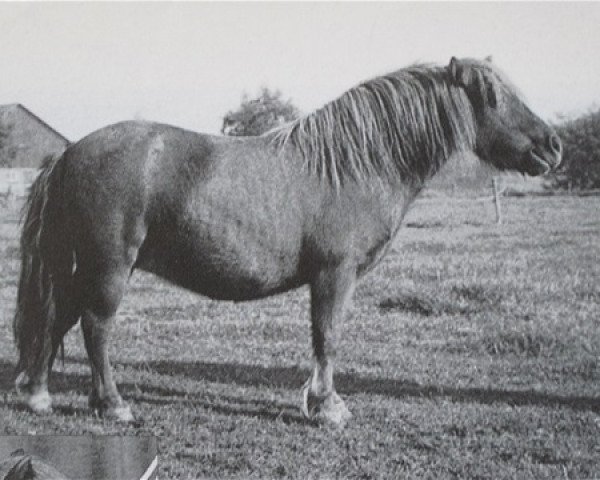 Zuchtstute Violette van de Gathe (Shetland Pony, 1983, von Pjotter van de Vecht)