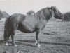 Zuchtstute Violette van de Gathe (Shetland Pony, 1983, von Pjotter van de Vecht)
