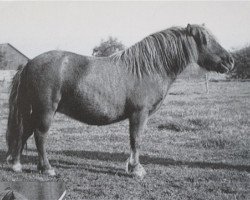 broodmare Violette van de Gathe (Shetland Pony, 1983, from Pjotter van de Vecht)