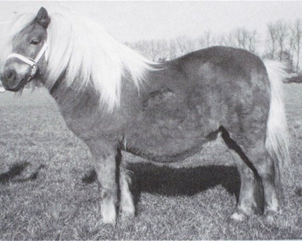 broodmare Ferry van Stal 't Hurkske (Shetland Pony, 1991, from Kismet van Bunswaard)