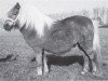 broodmare Ferry van Stal 't Hurkske (Shetland Pony, 1991, from Kismet van Bunswaard)