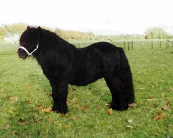 stallion Bram van de Gathe (Shetland Pony, 1987, from Narco v.d. Uitweg)