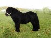 stallion Bram van de Gathe (Shetland Pony, 1987, from Narco v.d. Uitweg)