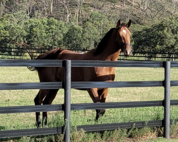 jumper Delta Blue GO (Australian Wamblood, 2018, from Diamant de Semilly)