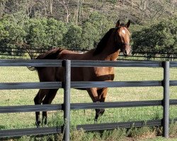 jumper Delta Blue GO (Australian Wamblood, 2018, from Diamant de Semilly)