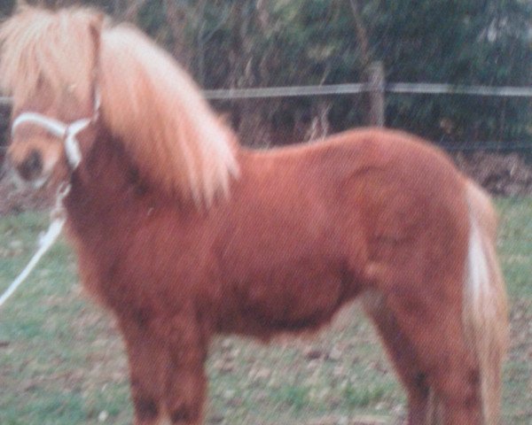 Deckhengst Kyros van Stal 't Hurkske (Shetland Pony, 1995, von Bram van de Gathe)