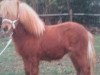 stallion Kyros van Stal 't Hurkske (Shetland Pony, 1995, from Bram van de Gathe)