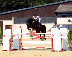 jumper Pittstown (Hanoverian, 2013, from Perigueux)