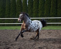 horse Wika (Polish Warmblood, 2015)