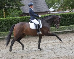 dressage horse Sammy de Luxe M (Westfale, 2015, from Don Frederic 3)