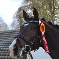 dressage horse Skyfall 007 GH (German Sport Horse, 2018, from Secret)