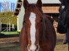 dressage horse Belise (Hanoverian, 2018, from Callaho's Benicio)