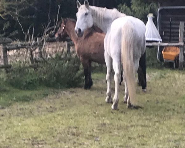 broodmare Laila (Oldenburg, 1991, from Landfrieden)