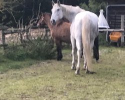 broodmare Laila (Oldenburg, 1991, from Landfrieden)