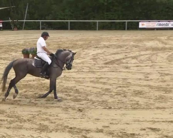 Reit- und Springturnier RSV Püttlingen 2014
