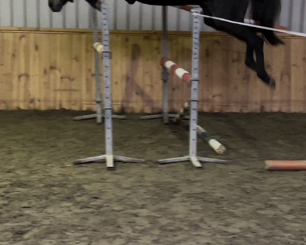 jumper Young horses (German Sport Horse, 2018, from Comme il Faut)