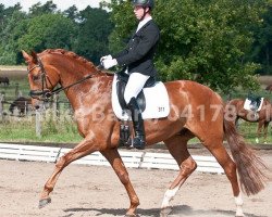 dressage horse Fou Fou (Oldenburg, 2007, from Faustinus)