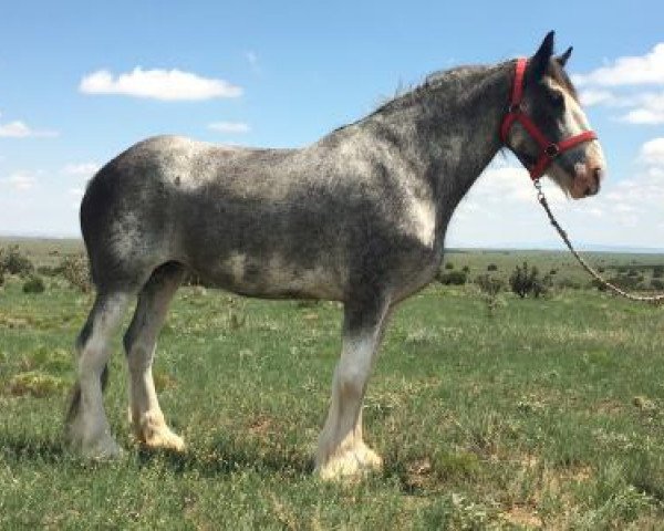 Pferd South Ridge King's Jewel (Clydesdale, 2004, von Dew Ridge King II)