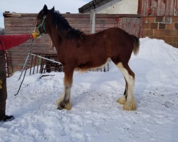 Pferd SF Elsa's Tiger (Clydesdale, 2019, von Tablerock's Cracker Jack)