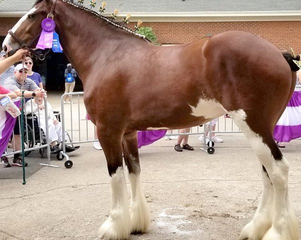 Zuchtstute Sonia's Elsa (Clydesdale, 2014, von S B H Phoenix)