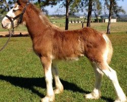 Pferd Sonhos Champ Nevada (Clydesdale, 2017, von KDJ's Benedict Champ)