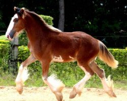 Pferd Sonhos Champ Monaco (Clydesdale, 2015, von KDJ's Benedict Champ)