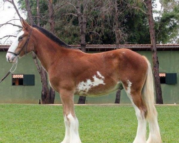 horse Sonhos Champ Lyon (Clydesdale, 2014, from KDJ's Benedict Champ)