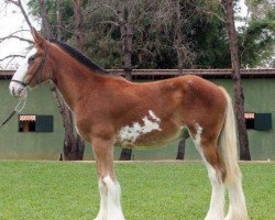 Pferd Sonhos Champ Lyon (Clydesdale, 2014, von KDJ's Benedict Champ)