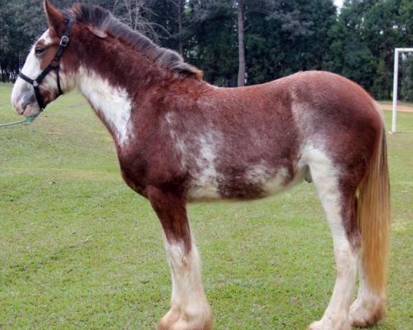 horse Sonhos Jupiter (Clydesdale, 2013, from KDJ's Benedict Champ)